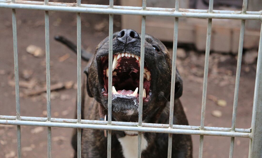 Arrestan a hombre por usar gatos como “cebo” para entrenar a su pitbull de pelea. Foto: iSTOCK-Wirestock