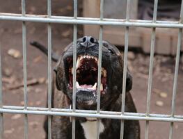 Arrestan a hombre por usar gatos como “cebo” para entrenar a su pitbull de pelea