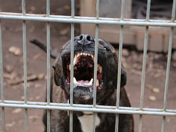 Arrestan a hombre por usar gatos como “cebo” para entrenar a su pitbull de pelea