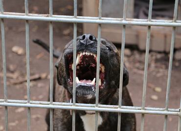 Arrestan a hombre por usar gatos como “cebo” para entrenar a su pitbull de pelea