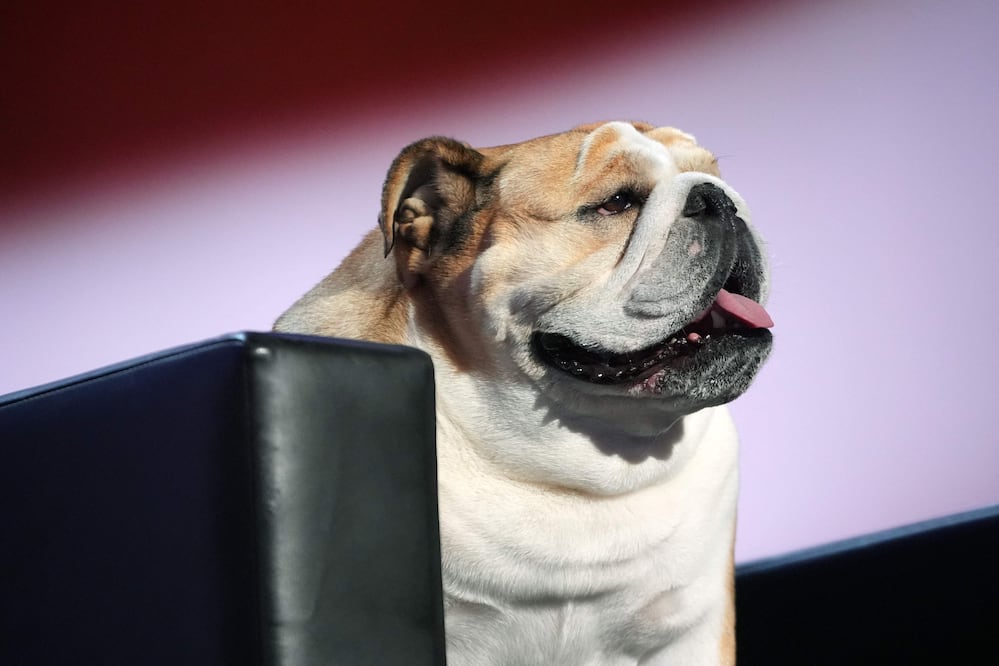 ‘Babydog’, la perrita bulldog inglesa que se robó la atención en la Convención Republicana. Foto: AFP