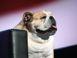 ‘Babydog’, la perrita bulldog inglesa que se robó la atención en la Convención Republicana