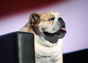 ‘Babydog’, la perrita bulldog inglesa que se robó la atención en la Convención Republicana
