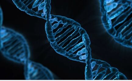 Cultivan embriones de monos con células humanas 