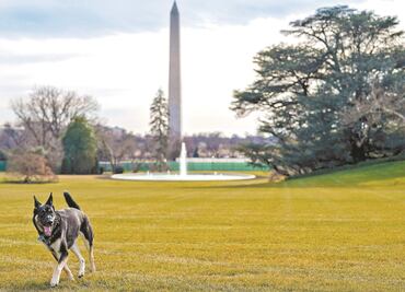 Tras ataque a miembro de seguridad, los perros de Biden regresan a la Casa Blanca