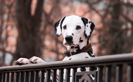 10 razas de perros de talla mediana