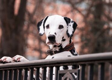 10 razas de perros de talla mediana