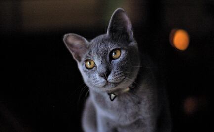 Datos curiosos (respaldados por la ciencia) que debes saber sobre los gatitos 