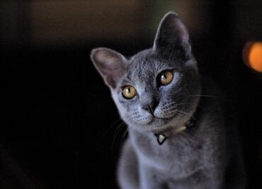 Datos curiosos (respaldados por la ciencia) que debes saber sobre los gatitos