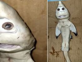 Pescador encuentra a cría de tiburón con “rostro humano”