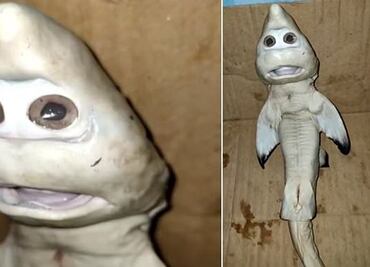 Pescador encuentra a cría de tiburón con “rostro humano”