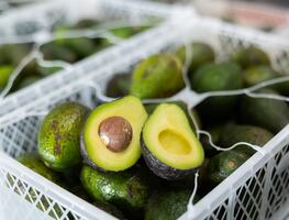 Jalisco enviará a Estados Unidos 15 mil 227 toneladas de aguacate para el Super Bowl 2024