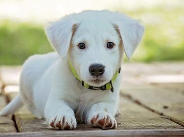 Una mascota te ayudará a envejecer mejor, según estudio