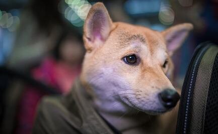 Las mejores (y peores) aerolíneas 'pet-friendly' de Estados Unidos