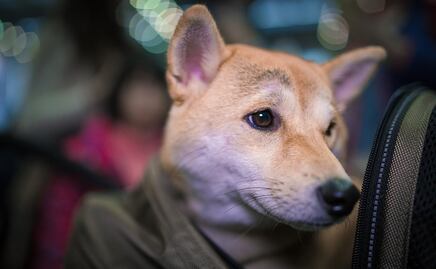 Las mejores (y peores) aerolíneas 'pet-friendly' de Estados Unidos
