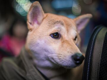 Las mejores (y peores) aerolíneas 'pet-friendly' de Estados Unidos