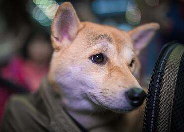 Las mejores (y peores) aerolíneas 'pet-friendly' de Estados Unidos