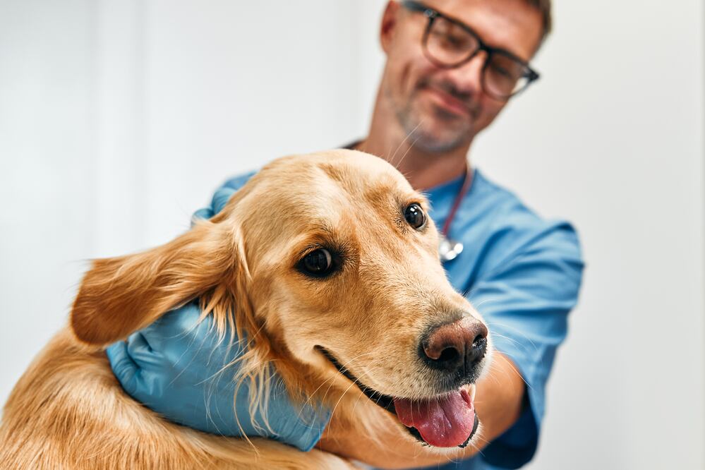 Veterinario en Estados Unidos. iStock/ Valerii Apetroaiei