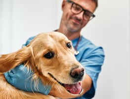 ¿Cuánto gana un veterinario en Estados Unidos? Este es su salario por hora y por año