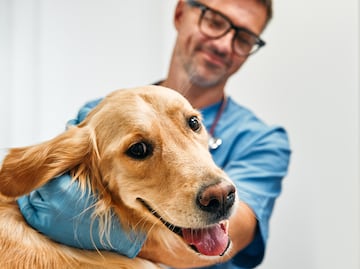 ¿Cuánto gana un veterinario en Estados Unidos? Este es su salario por hora y por año