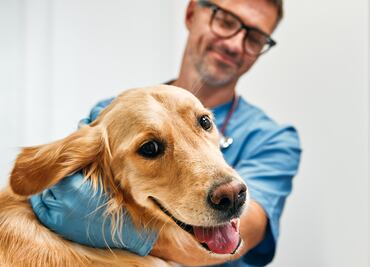 ¿Cuánto gana un veterinario en Estados Unidos? Este es su salario por hora y por año
