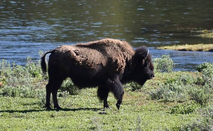 Bisonte embiste a mujer en Yellowstone; suman dos ataques en una semana