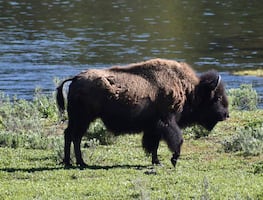 Bisonte embiste a mujer en Yellowstone; suman dos ataques en una semana