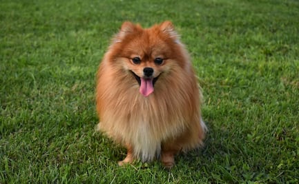 7 razas de perro que lucen más tiempo como cachorros