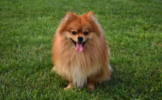 7 razas de perro que lucen más tiempo como cachorros