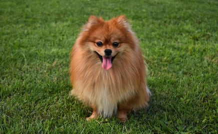 7 razas de perro que lucen más tiempo como cachorros