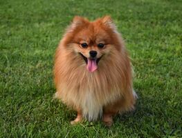 7 razas de perro que lucen más tiempo como cachorros