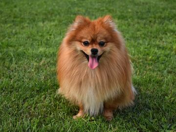 7 razas de perro que lucen más tiempo como cachorros