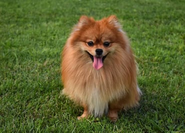 7 razas de perro que lucen más tiempo como cachorros