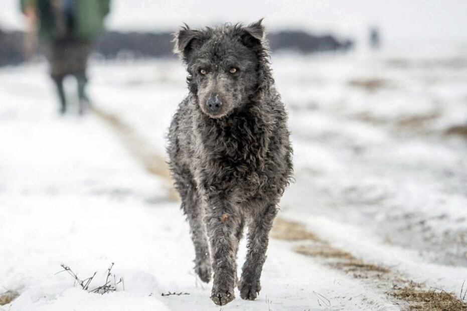 American Kennel Club reconoce dos nuevas razas de perros 