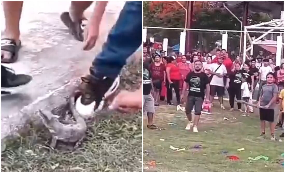 Indignación en Campeche: niños rompen piñatas con animales vivos dentro en 'fiesta tradicional'. Foto: Captura de video / X