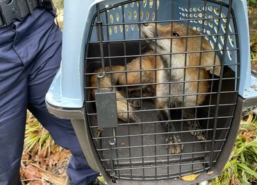 Un zorro desata el pánico en alrededores del Capitolio; muerde a un legislador