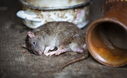 Ratas más agresivas, ¿posible secuela de la crisis de coronavirus?