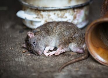 Ratas más agresivas, ¿posible secuela de la crisis de coronavirus?