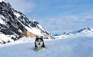 LouLou sobrevivió 50 horas en la nieve tras una avalancha en Alaska: así lograron rescatarla. VIDEO