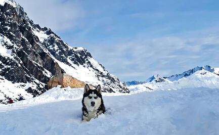 LouLou sobrevivió 50 horas en la nieve tras una avalancha en Alaska: así lograron rescatarla. VIDEO