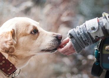 How I Met My Dog, el sitio para encontrar al perro ideal