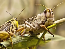 Saltamontes 'voraces' invaden el oeste de Estados Unidos por la sequía