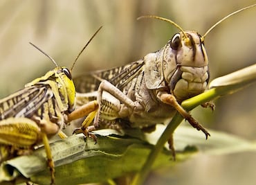 Saltamontes 'voraces' invaden el oeste de Estados Unidos por la sequía
