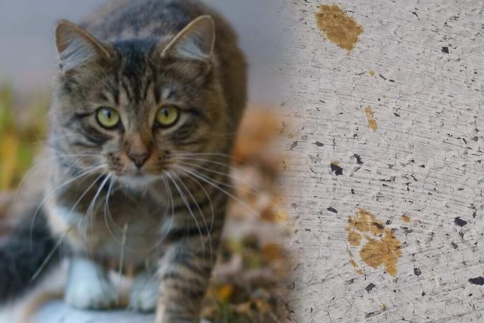 Alertan por gato altamente “tóxico y anormal” que cayó en residuos químicos en fábrica y huyó. Foto: iSTOCK/AFP