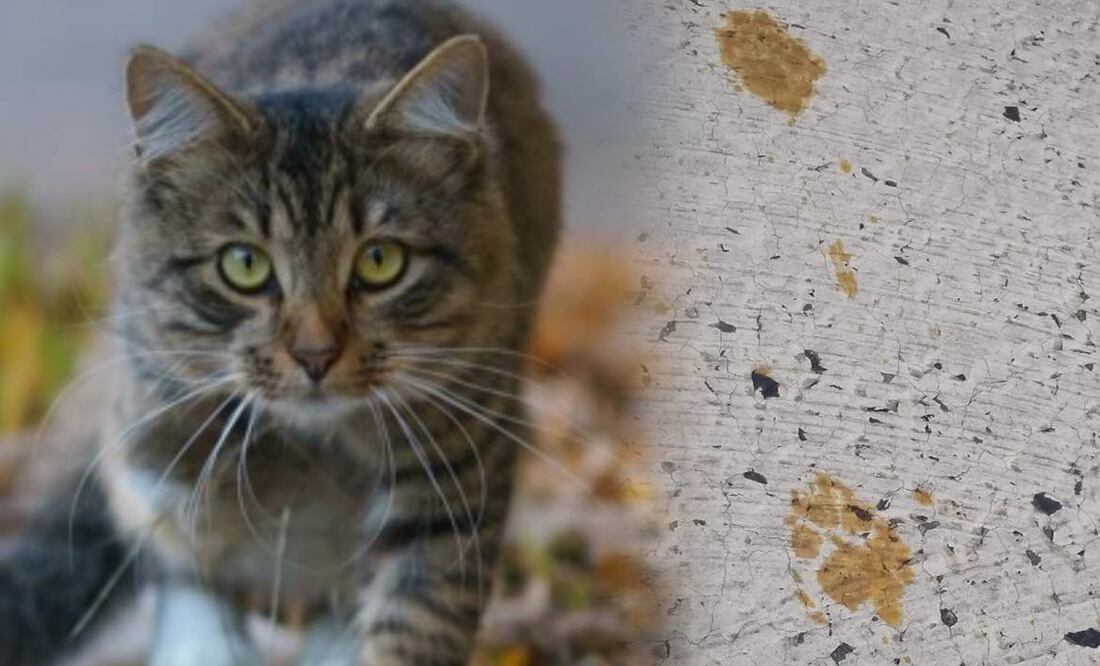 Alertan por gato altamente “tóxico y anormal” que cayó en residuos químicos en fábrica y huyó. Foto: iSTOCK/AFP