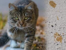 Alertan por gato altamente “tóxico y anormal” que cayó en residuos químicos en fábrica y huyó