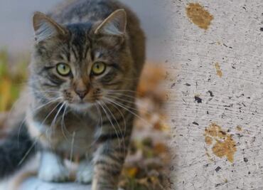 Alertan por gato altamente “tóxico y anormal” que cayó en residuos químicos en fábrica y huyó