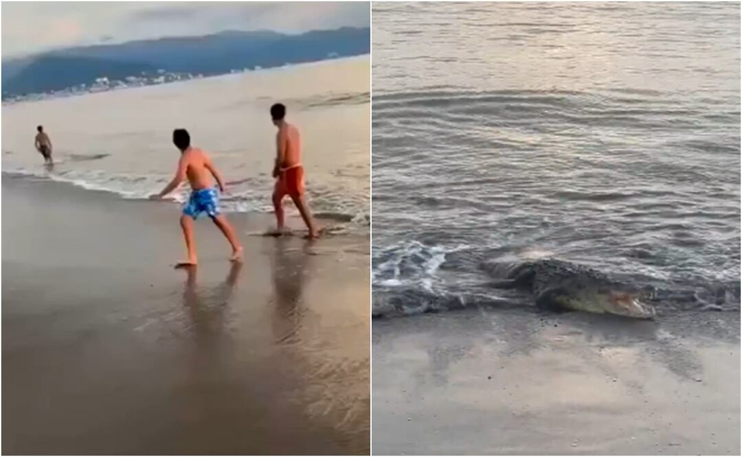 ¡Alerta en Puerto Vallarta! Vacacionistas vivieron momentos de terror por un cocodrilo que apareció en plena playa. VIDEO . Foto: Captura de pantalla / X