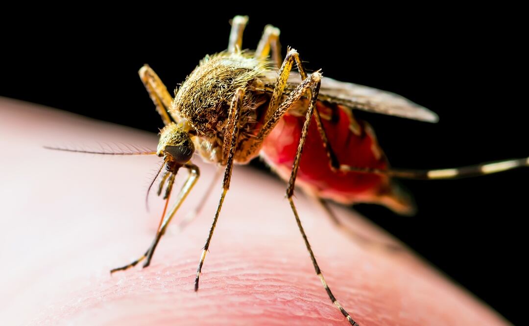 Estados Unidos prueba la primera vacuna contra el chikungunya. Foto: iStock-nechaev-kon