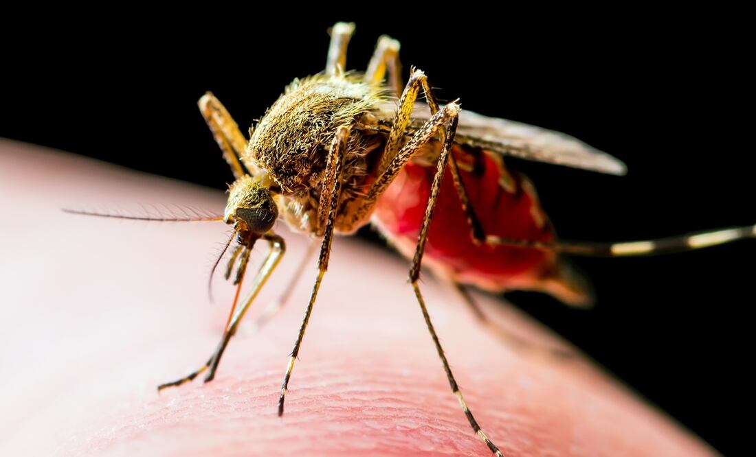 Estados Unidos prueba la primera vacuna contra el chikungunya. Foto:  iStock-nechaev-kon